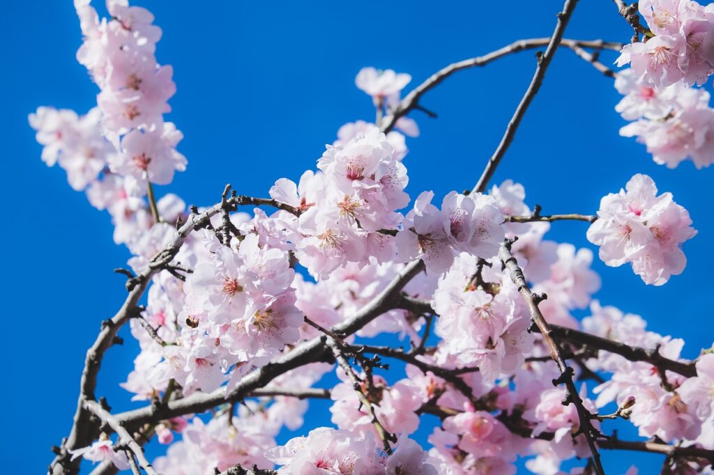 「青空の下の桜」の画像